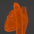 8.png 3D Model of Heart with Tetralogy of Fallot (ToF)