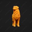 521-Australian_Shepherd_Dog_Pose_03.jpg Australian Shepherd Dog 3D Print Model Pose 03
