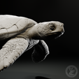 Preview5.png Green sea turtle
