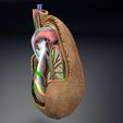 file.jpg testis with covering layers 3D model