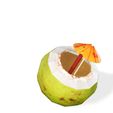 1.jpg COCONUT VEGETABLE FRUIT TREE FOREST Coconut Drink COCONUT PLANT FOOD DRINK JUICE NATURE VEGETABLE