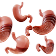 Stomach_Cross_Render.png Stomach Cross Section Anatomy