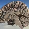 brain_render_4.png Mon cerveau ; scanné à partir d'une IRM