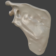 5.png 3D-Knochenmodell des Schulterblatts