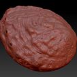 abalone-zbrush-01.jpg Abalone Shell for 3D Print