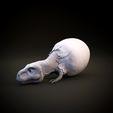 T_rex_hatchling_1.jpg Tyrannosaurus Rex hatchling - baby dino - pre supported