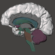 Multicolor-magnetic-assembled-brain-stem-7.png Multicolor magnetic-assembled brain stem