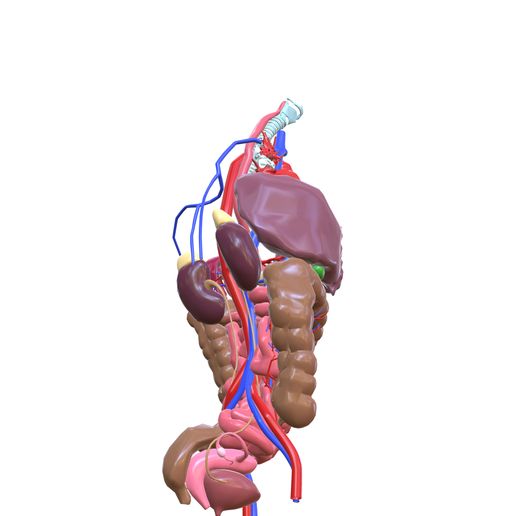 4.jpg INTESTINAL ANATOMY STOMACH ESOPHAGUS INTESTINE SMALL LIVER LUNG LARGE HEART THROAT PANCREAS BLOOD VESSEL
