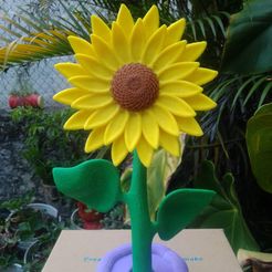 IMG_20200621_182850.jpg sunflower flower plant