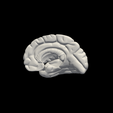 8.png 3D Model of Left and Right Brain