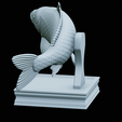 Carp-trophy-statue-33.png fish carp / Cyprinus carpio in motion trophy statue detailed texture for 3d printing