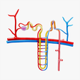 Nephron_Thumbnail.png Kidney Nephron Structure Anatomy