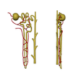 Nephron_Material.png Kidney Nephron Structure Anatomy