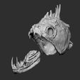 03.jpeg Payara Fish (Vampire Fish) Skull Head