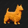 656-Australian_Terrier_Pose_01.jpg Australian Terrier Dog 3D Print Model Pose 01