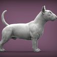 bull-terrier5.jpg bull terrier 3D print model