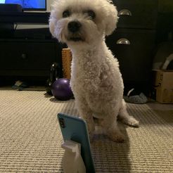 Dog Phone Stand, BaxterCharlie