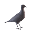 PigeonWhite_0001.png Printable birds