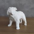 IMG_20220302_084820.jpg Low Poly Bulldog