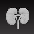 kidneys2.jpg 肾脏