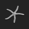 05_starfish-4-3d-print-aquarium-3d-model-obj-fbx-stl.jpg Starfish 4 - 3D Print - Aquarium - Sea Life