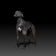 Grey-Hound01.jpg Greyhound - DOG BREED - CANINE -3D PRINT MODEL