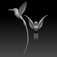 568679.jpg colibri humming bird