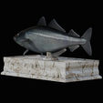 coalfish-statue-box-1-15.png fish coalfish / Pollachius virens with storage space / for 3d printing