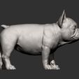 french-bulldog-puppy10.jpg french bulldog puppy 3D print model