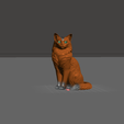 Somali-cat.png Somali cat