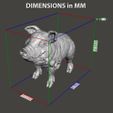 Dimensions.jpg Pig vol1 miniature figure