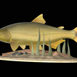 Golden-dorado-statue-1-3.png fish golden dorado / Salminus brasiliensis statue underwater detailed texture for 3d printing