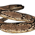 6.png Rattle Snake