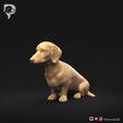 Dachshund-Smooth-Haired-Pose-04-Dog-3D-Print-9s.jpeg Teckel à poil lisse Pose 04