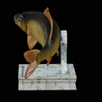 Carp-trophy-statue-12.png fish carp / Cyprinus carpio in motion trophy statue detailed texture for 3d printing