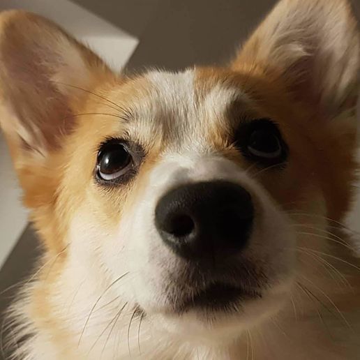 IMG_20180913_222822_813.jpg Cookie Cutter Nessie the Corgi