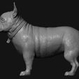 10.jpg French Bulldog model 3D print model
