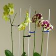 Gross-Orchdee-1.jpg Hydro potted orchid / Hydro pot orchid