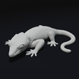 31.png Gargoyle Gecko Pet Reptile