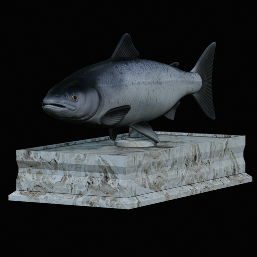 Salmon-statue-box-1-3.png fish sculpture of a Atlantic salmon / salmo salar with storage space / for 3d printing