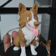 WhatsApp-Image-2026-01-11-at-09.42.433.jpeg Border Collie Dog Color Figure