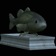 Bass-statue-9.png fish Largemouth Bass / Micropterus salmoides statue detailed texture for 3d printing