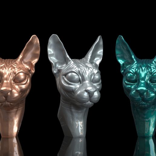 Cat sphynx