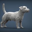 Jack-Russell-Terrier2.jpg Jack Russell Terrier Longhair 3D print model