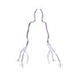 OCULOMOTOR NERVES.stl 34 PARTS COMPLETE EYE ANATOMY WITH BRAIN, SKULL, NERVES, ARTERIES, VEINS