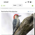 IMG_7700.png Wifi Camera (Wyze v3) Bird Feeder