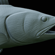 zander-trophy-60.png zander / pikeperch / Sander lucioperca fish in motion trophy statue detailed texture for 3d printing
