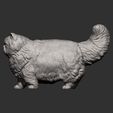Persian-cat11.jpg Persian cat 3D print model