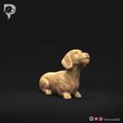 Dachshund-Miniature-Wire-Haired-Pose-08-Dog-3D-Print-1s.jpeg Dackel Miniatur Drahthaar Pose 08