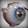Alternative_View.jpg Eye anatomy